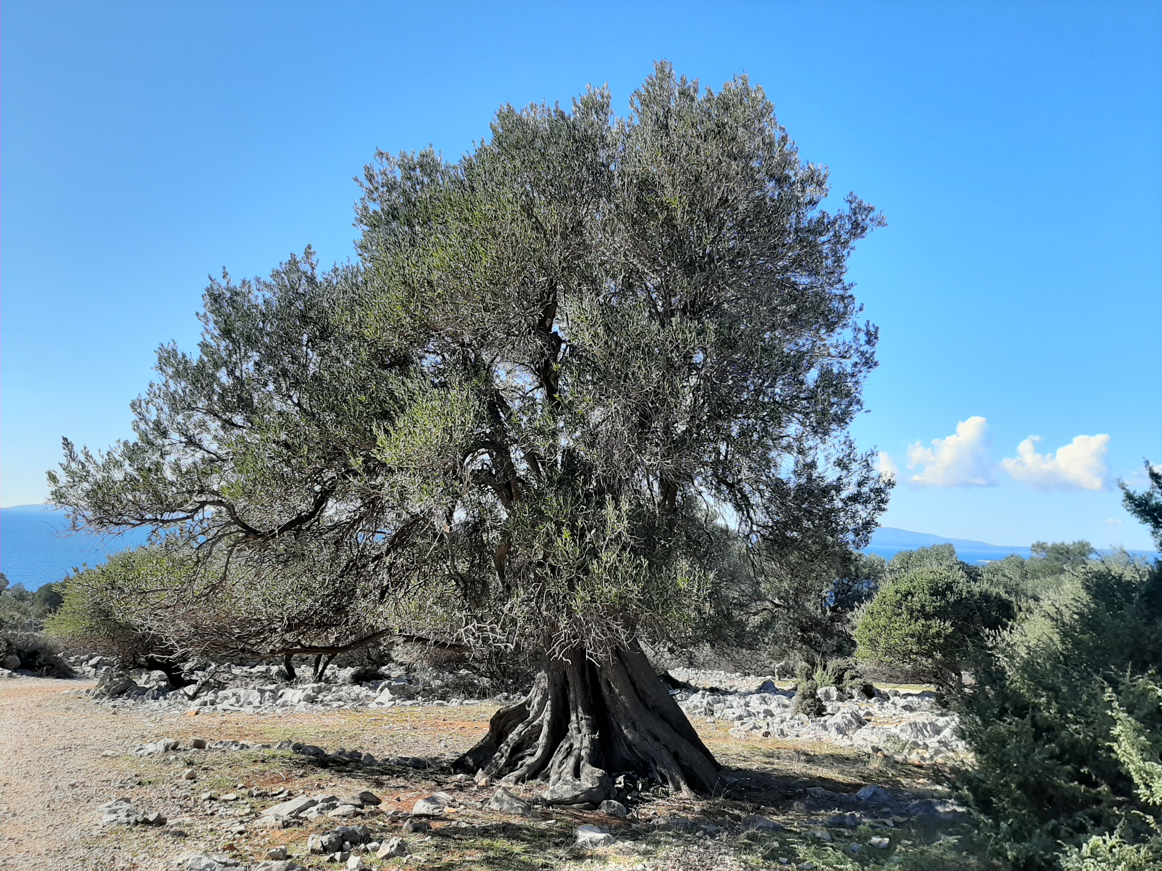 Olivenhain an der Nordspitze der Insel Pag bei Lun