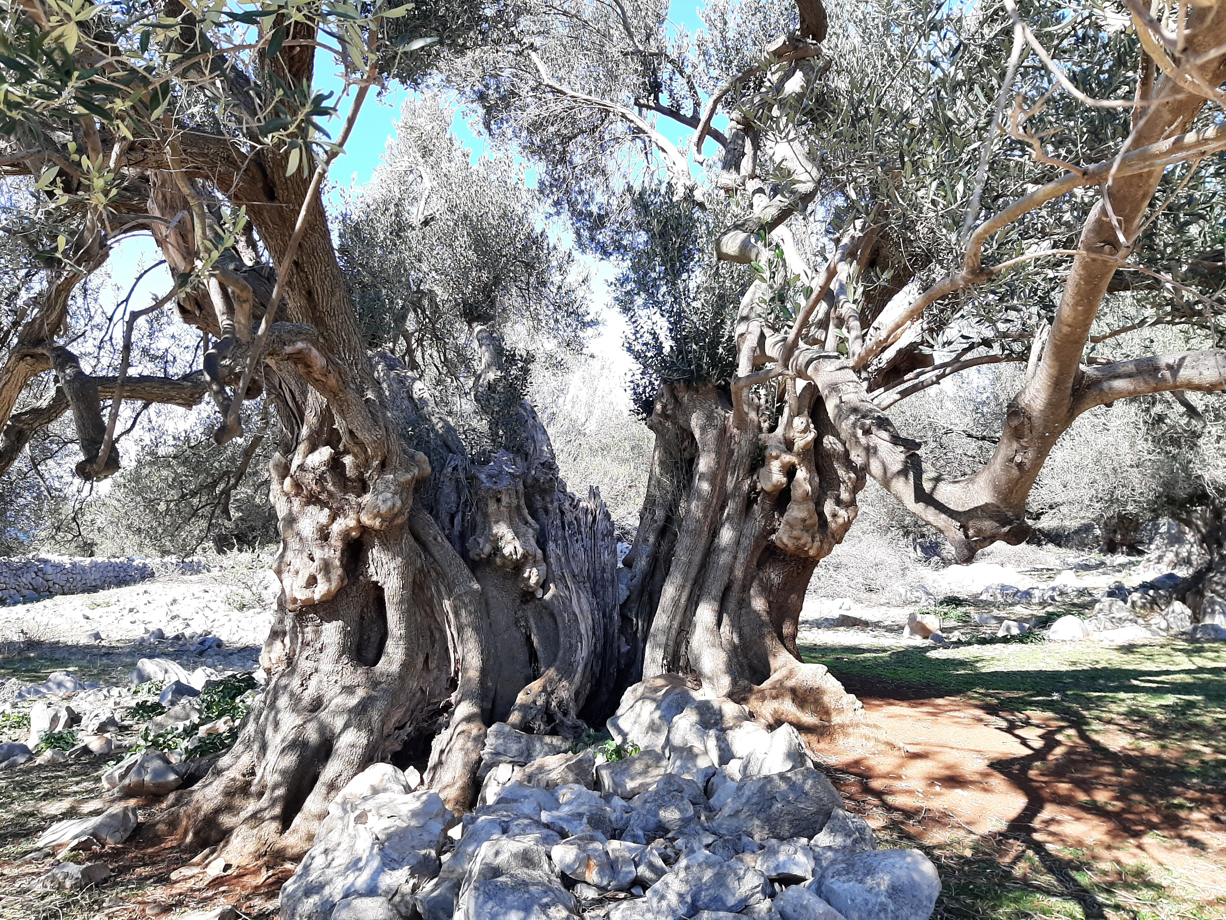 Ältester Olivenbaum, über 2.000 Jahre alt